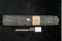 Foto (Objekt + Etikett) von Calamites communis Ettingshausen (NHMW-GEO-2024-0188-10968)